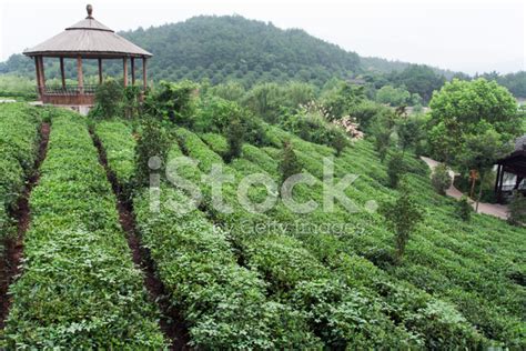 Chinas Tea Garden Stock Photo Royalty Free Freeimages