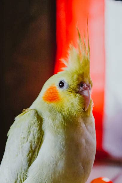 Baby Parakeets Stock Photos Pictures And Royalty Free Images Istock