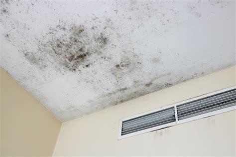 A damp ceiling can lead to mold growth and as the mold continues to grow, it changes from a light. Ceiling Mold Stock Photo - Download Image Now - iStock