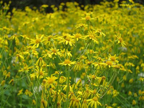 Yellow Wildflowers Nc Botanical Garden Todd Martin Flickr