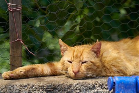 How do i prevent my cat from being sick? Cat Vomiting Undigested Food - 4 Critical Reasons You Must ...