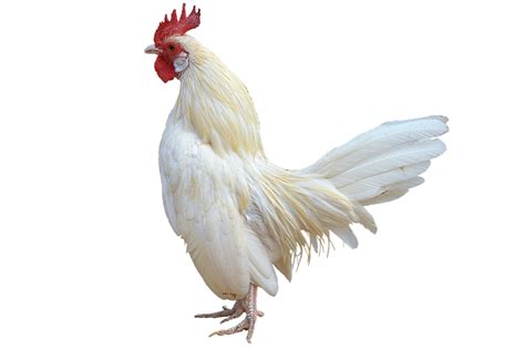 Chicken Hd Png Transparent Chicken Hd Png Images Pluspng