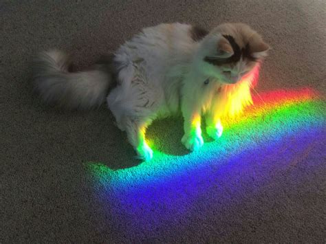 Pin By Carol Ginsberg On Rainbow Rainbow Cat Cute Cat  Cats And