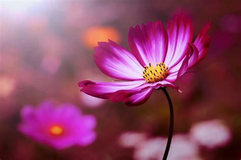 Pink Flower By Stefan Kierek 500px Pink Flowers Flowers Cosmos
