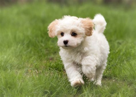The Pomapoo An Ultimate Guide To The Playful Pomeranian Poodle Mix