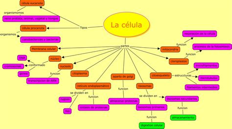 La C Lula Mapa Conceptual La Celula