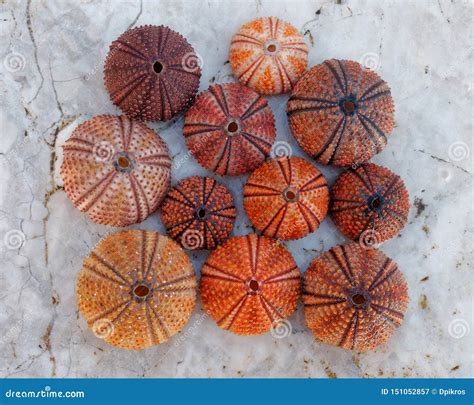Red Orange Colored Sea Urchin Shells On White Rocky Beach Stock Image