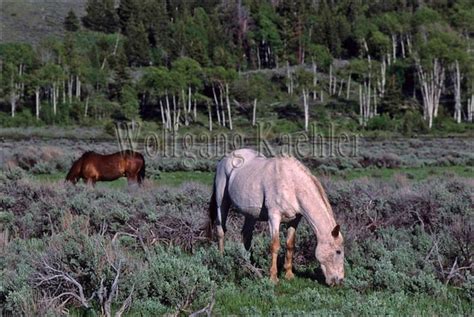00045016 Usa Wyoming Grand Teton National Park Horses G Flickr