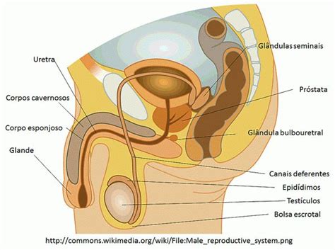 Best Sistema Reproductor Masculino Femenino Y Ciclo Menstrual Images