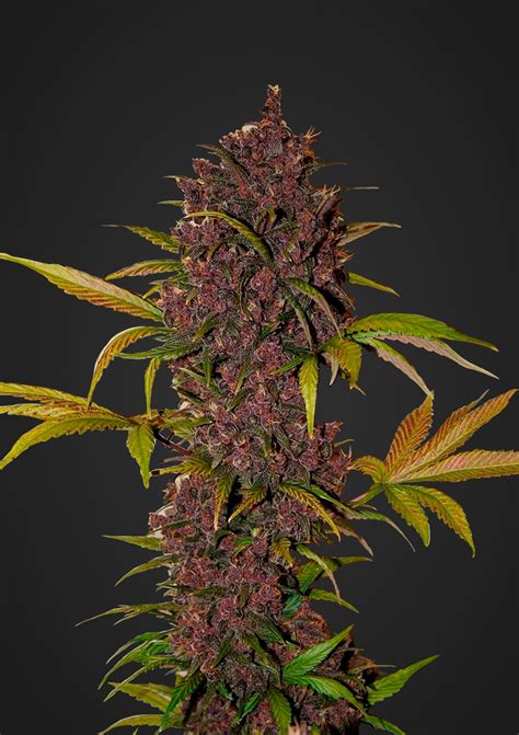 Lsd 25 Auto Seeds Fast Buds Autoflowering Cannabis