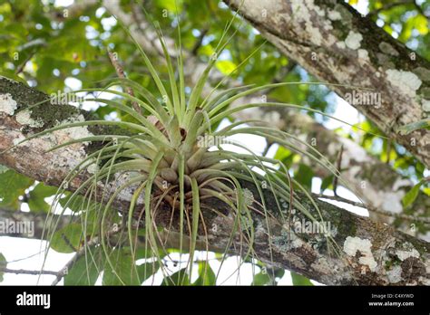 Air Plant Epiphyte Hi Res Stock Photography And Images Alamy