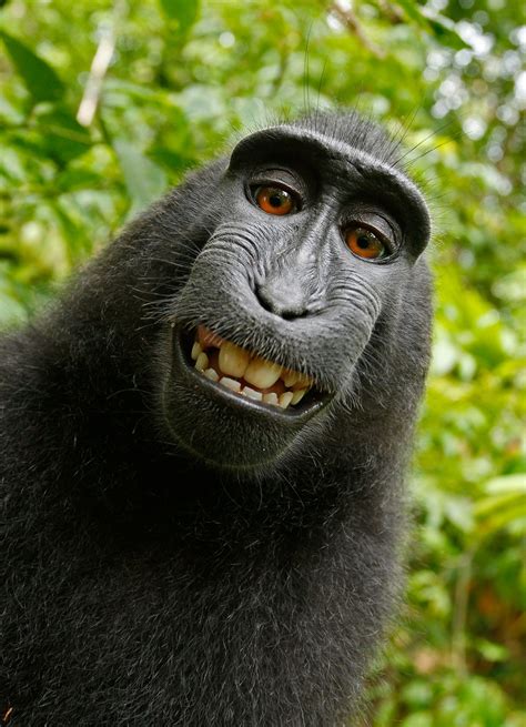 Fotos Gratis Animal Fauna Silvestre Selva Mamífero Mono Primate
