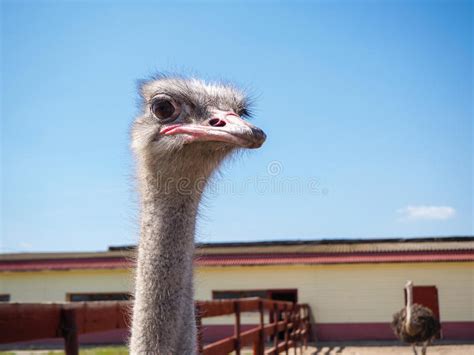 Ostrich Farming Bird Head And Neck Front Portrait In Paddock Stock