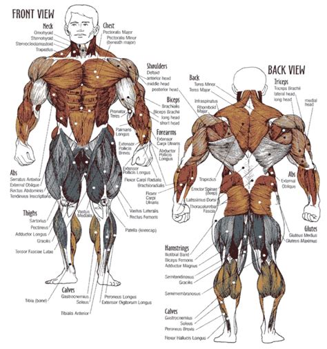 Muscle Chart Back Basic Muscle Anatomy Chart Bodybuil