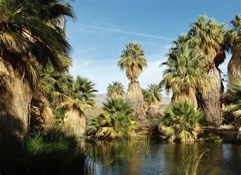 Palm Springs And Joshua Tree National Park