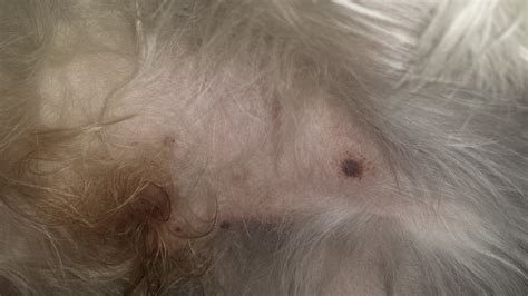 Red Spots On Dogs Stomach