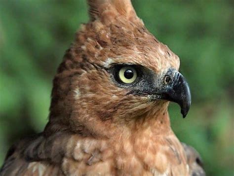 Burung Garuda Sejarah Makna Fakta Unik Lengkap