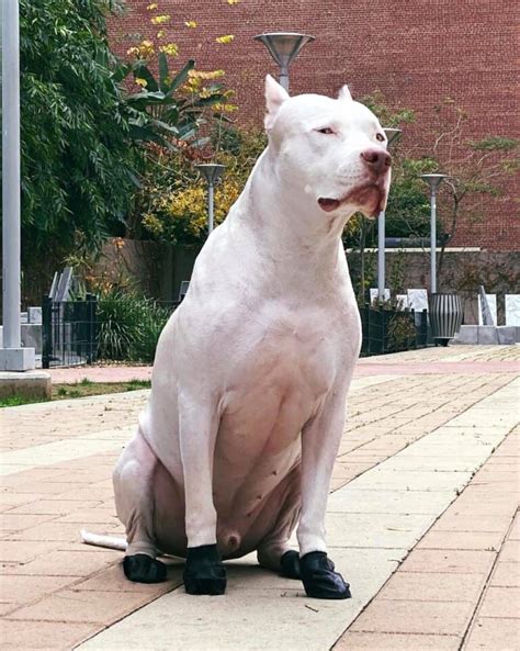 Dogo Pit Dogo Argentino And Pitbull Mix Info Pictures Facts Faqs And More