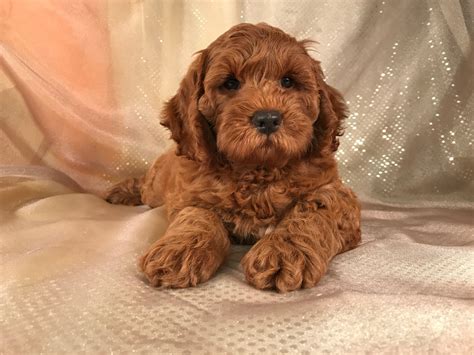 Are there any cockapoo puppies for sale near me? Dark Red Cockapoo Puppies for Sale in Iowa, Professional ...