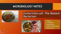 Escherichia coli (E.coli) |History, Morphology, Categories, toxins ...