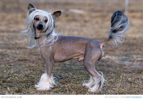 Chinese Crested Dog Pictures And Videos Funny Cute Wacky Or Training Dog Pictures And Videos
