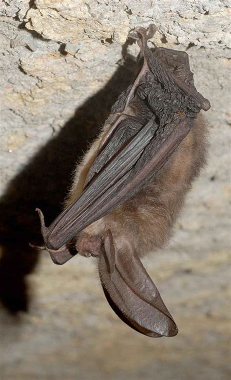 Free Picture Virginia Big Eared Bat Corynorhinus Townsendii