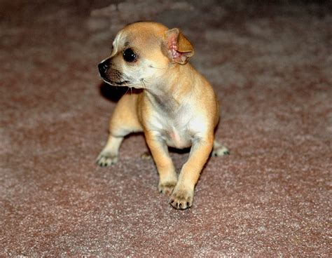 Chihuahua Dog Profile Free Stock Photo Public Domain Pictures