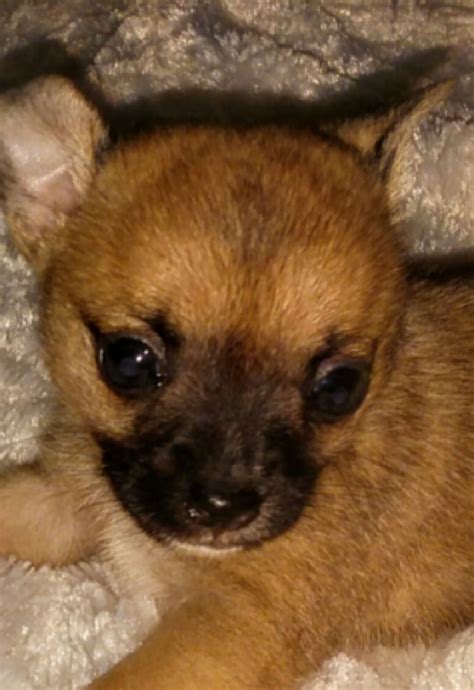 Nanny delivery international shipping available. Chihuahua Puppies For Sale | Summerfield, FL #173664