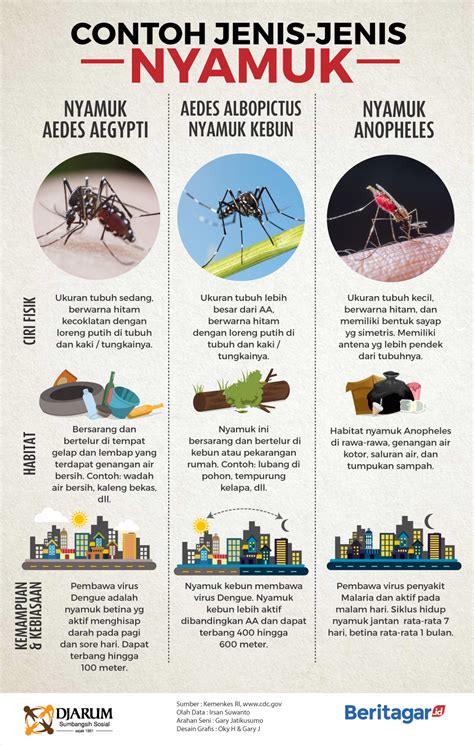 Gambar Poster Nyamuk Aedes Cara Menggambar Dan Mewarn