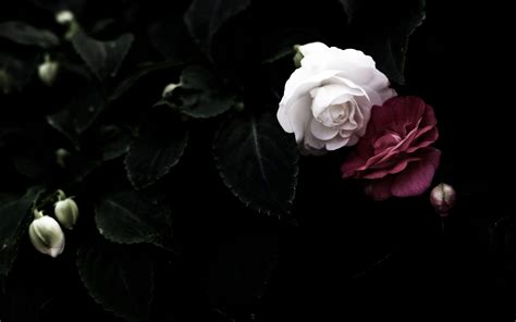 Dark Rose Wallpapers Wallpaper Cave