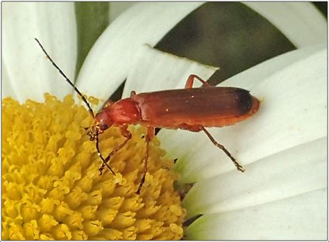 Coleoptera Rhagonycha Fulva Common Red Soldier Beetle