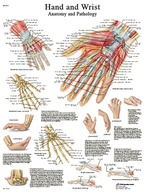 Anatomical Chart Hand And Wrist Sticky Back Dsm Supply