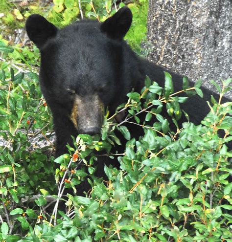 Black Bear Eating Berries 2006 This Bear Was So Into His B Flickr