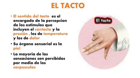 Sentido Del Tacto Anatomía Tacto Piel Udocz