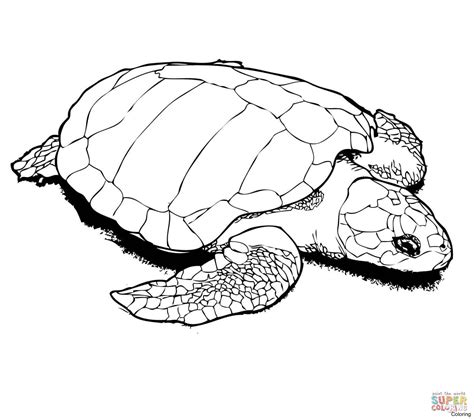 Cut out one of each type of shape (head, tail, shell, two front legs, and two back legs), remembering where each letter was. Baby Sea Turtle Coloring Pages at GetColorings.com | Free ...