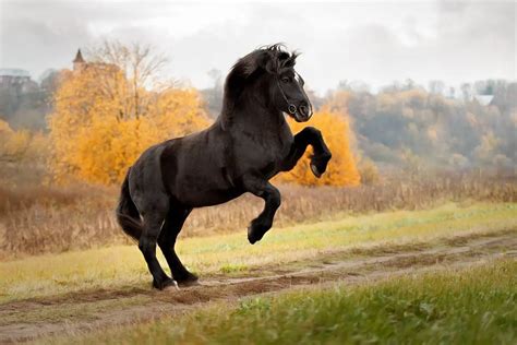 Top 10 Strongest And Most Popular Draft Horse Breeds
