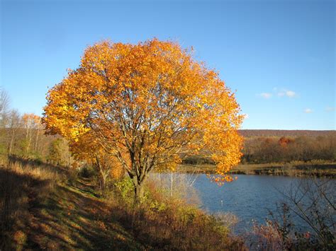 Golden Autumn Wallpapers High Quality Download Free