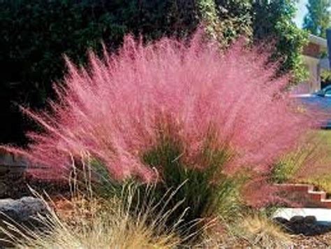 Muhlenbergia Capillaris Pink Muhly Grass Gulf Muhly Late Season
