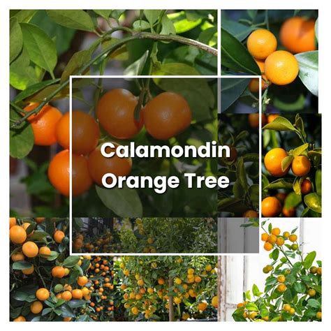 How To Grow Calamondin Orange Tree Plant Care And Tips Norwichgardener