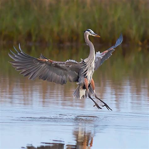 The Great Blue Heron Breeds From Coastal Alaska South Central Canada