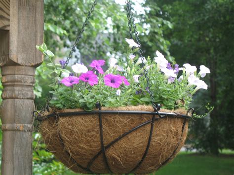 Ideas For Hanging Baskets Garden Guides