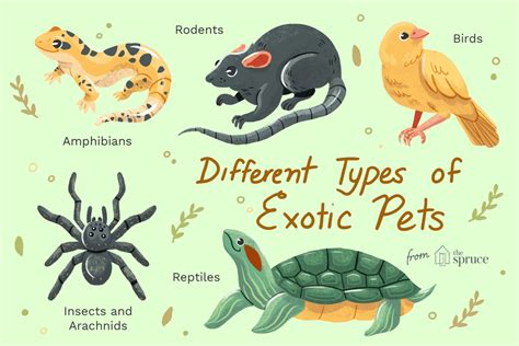 Types Of Exotic Pets