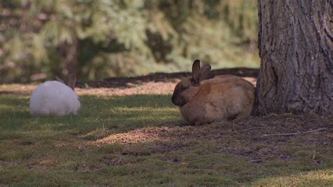 Feral Rabbit Population Booming In Calgary Parks Cbc News