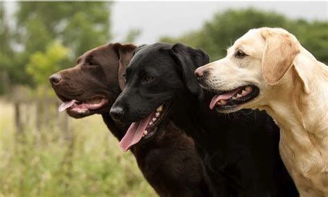 Labrador Retriever Dog Breed Complete Guide A Z Animals