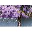 12 Different Types Of Wisteria With Photos – Upgraded Home