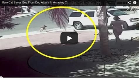 Hero Cat Saves Boy From Dog Attack In Amazing Candid Video Perfectznet