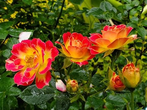 Roses Miniatures Jaune Orange Photo Gratuite Sur Pixabay