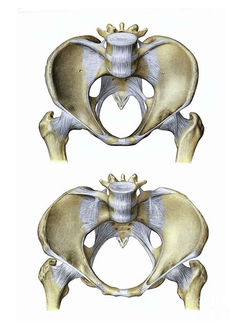 Pelvic Ligaments Photograph By Microscapescience Photo Library