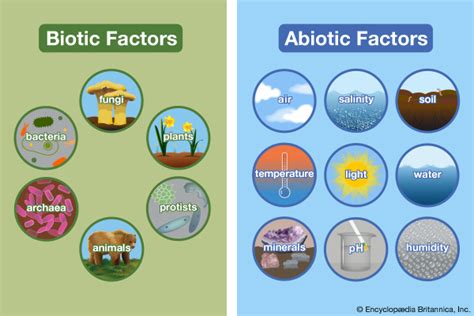 Biotic And Abiotic Factors Science Quizizz