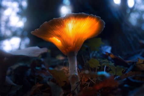 Tiny Glowing Mushroom Rmycology